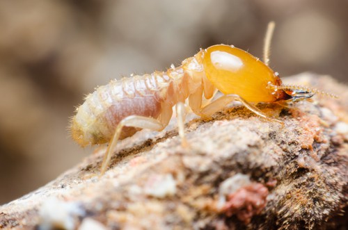 How To Get Rid Of Termites Myself?