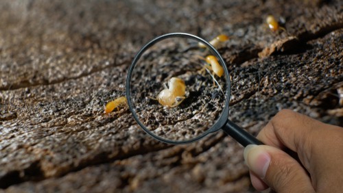 How To Get Rid Of Termites Myself?