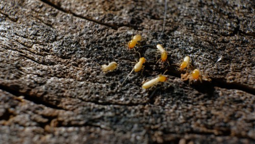 6 Tips On Termites Prevention