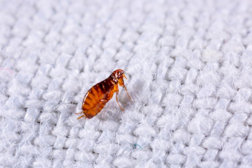 Types Of Insects Hiding In Your Sofas