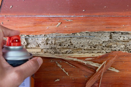 Types of Termites in Singapore