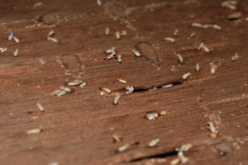 How Long Does It Take To Get Rid Of Termites?