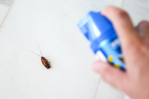 Can A Disinfecting Spray Kill Cockroaches?