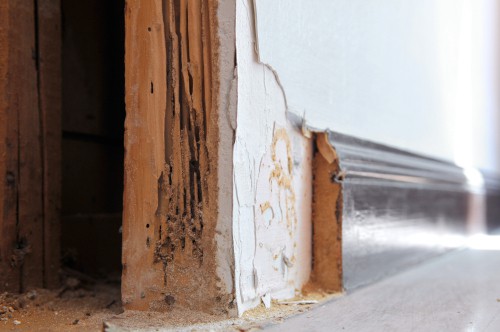 Risks of Delaying Termite Control Treatment - Don’t Delay It!
