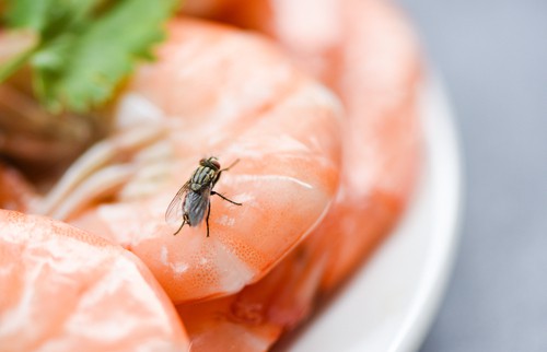 The Role of Pest Control in Food Safety and Quality Assurance