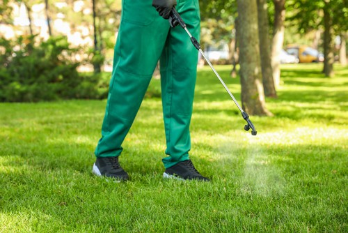 The Role of Professional Pest Control Services