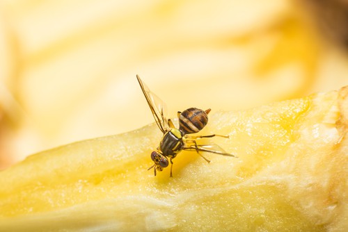 Signs of Fruit Fly Infestations