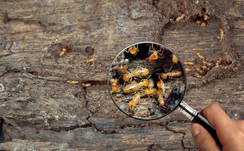 Do-It-Yourself (DIY) Termite Control