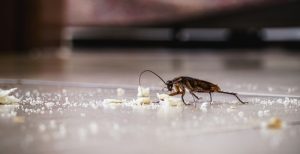 How to Identify and Control Cockroach Infestations